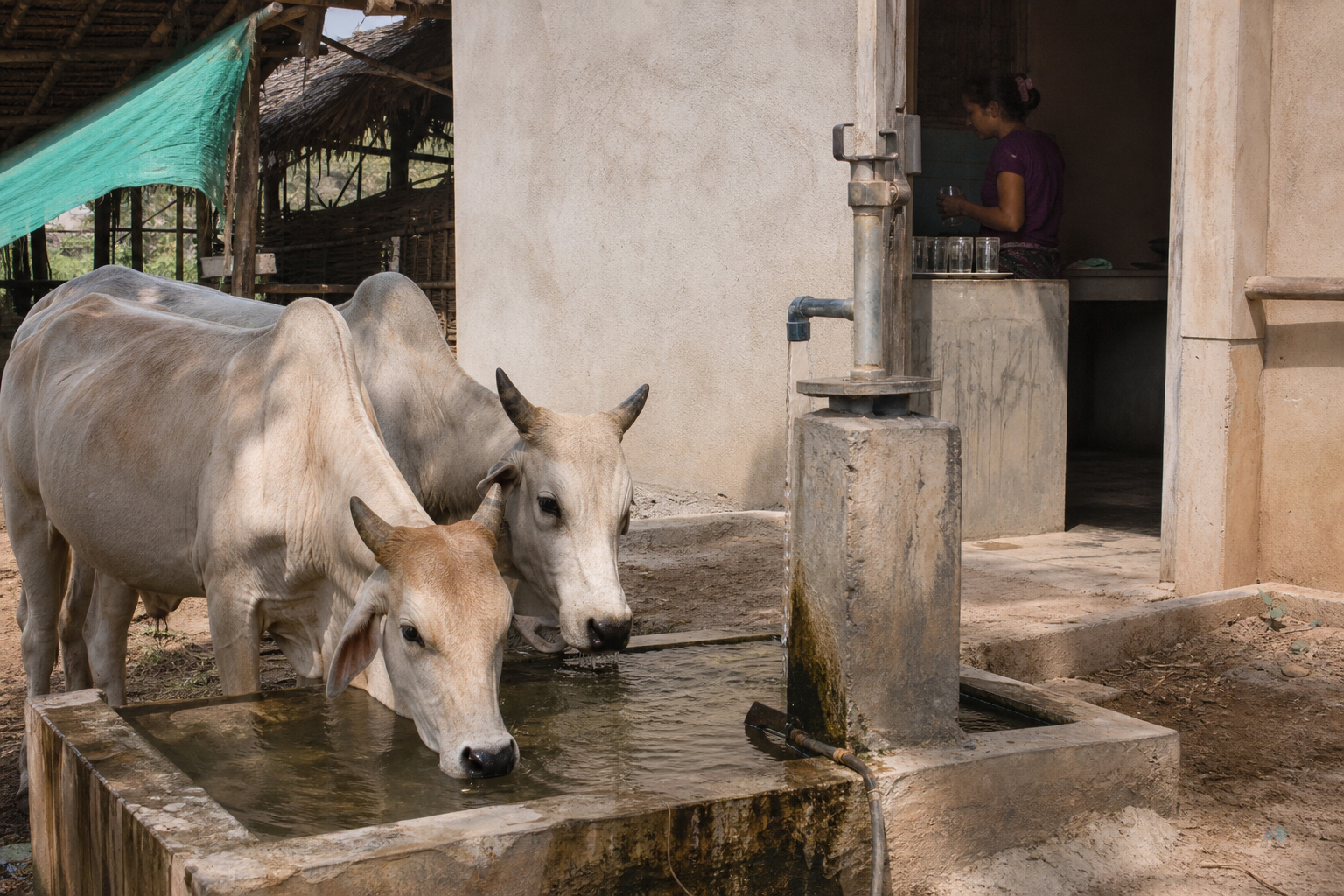 Same well used for animals and kitchen drinking without a use-class check